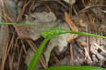 Thinfruit sedge